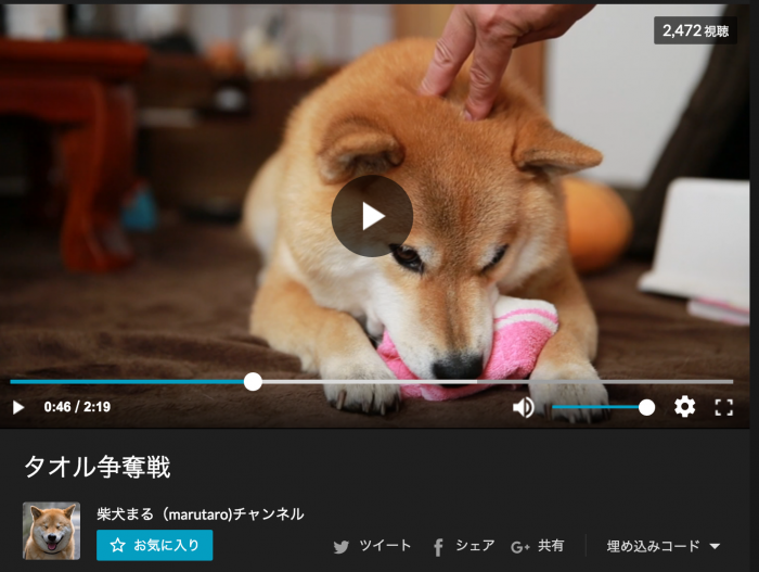 柴犬まる（marutaro)チャンネル